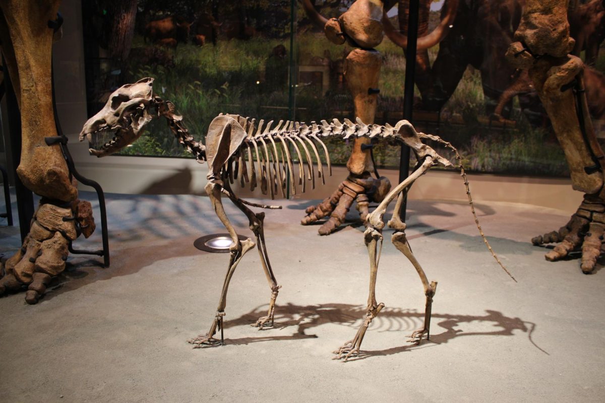 A skeleton of a dire wolf at the Perot Museum of Nature and Science. Photo courtesy of Creative Commons