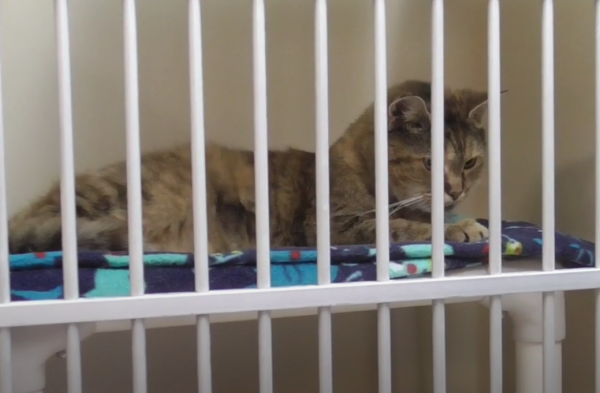 One of the animals at the shelter.

Photo by Bree Kruse