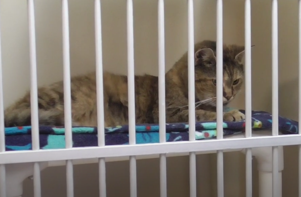 One of the animals at the shelter.
Photo by Bree Kruse